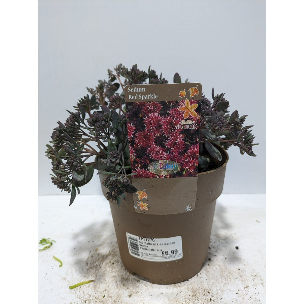 Perennials 1.5ltr Mix