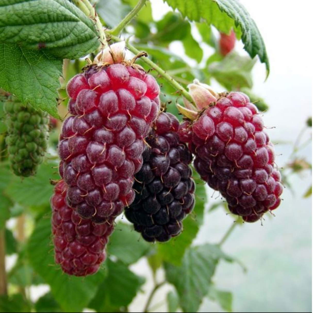 Tayberry 'Buckingham' Fruit Bush 3Ltr Pot