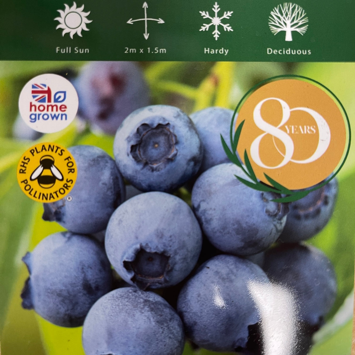 Blueberry Bluecrop Fruit Bush 2L Pot