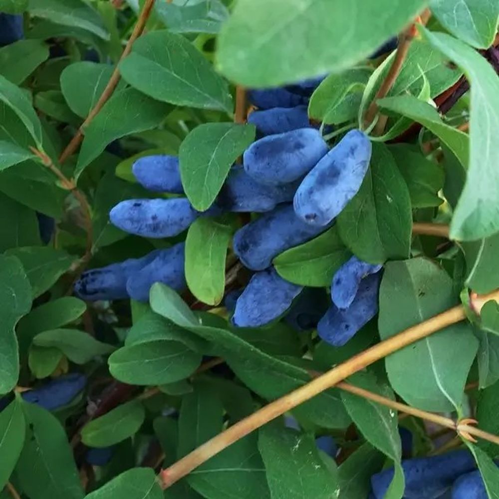 Honeyberry 'Honey Bee' 3Ltr Pot