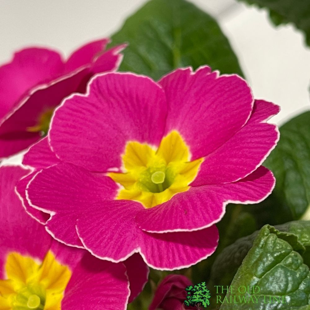 Primrose Plant Assorted Colours 9cm Pot