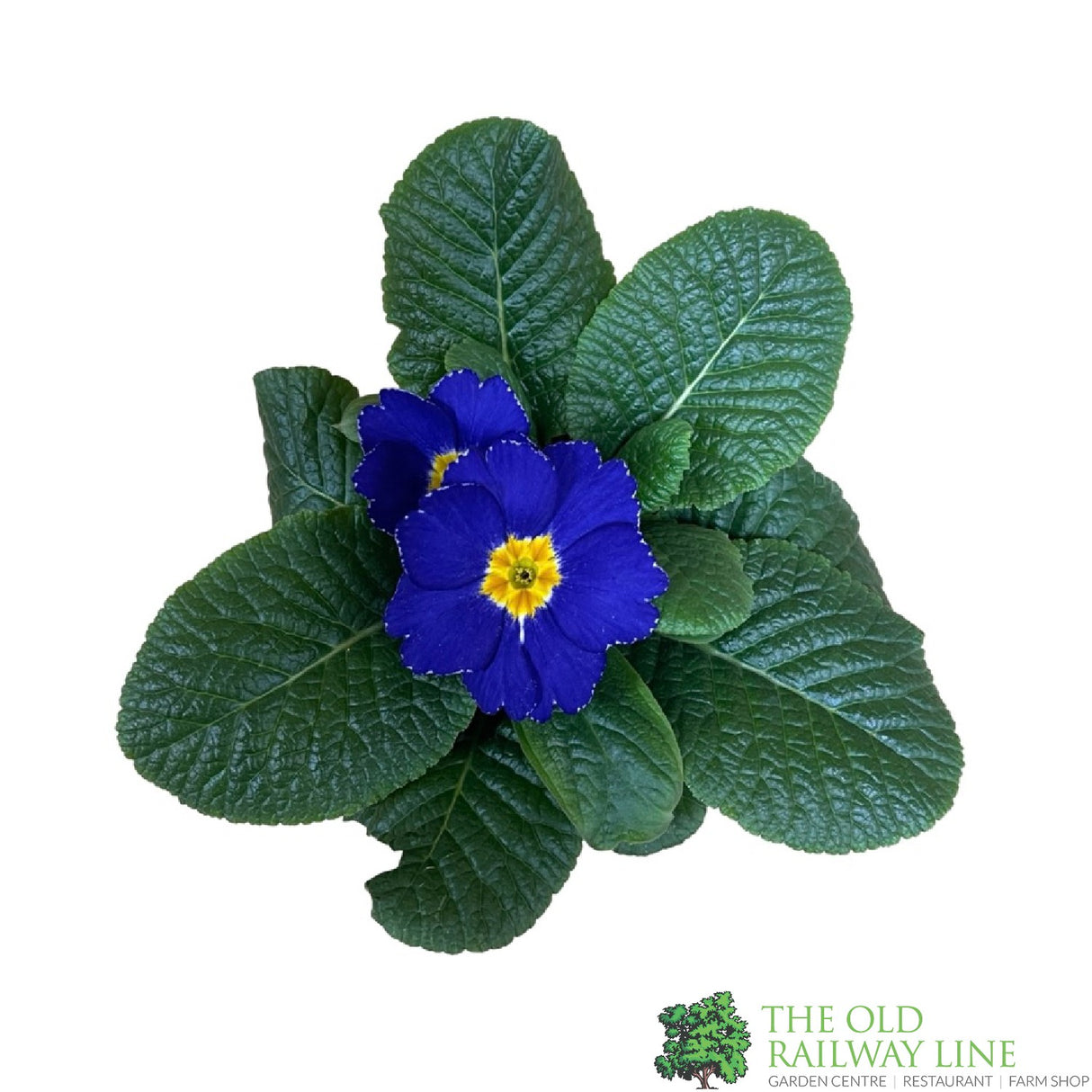 Primrose Plant Assorted Colours 9cm Pot