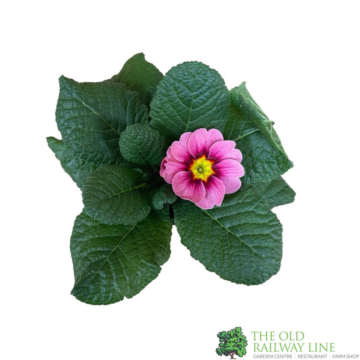 Primrose Plant Assorted Colours 9cm Pot