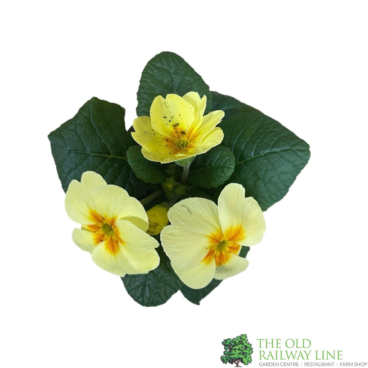 Primrose Plant Assorted Colours 9cm Pot