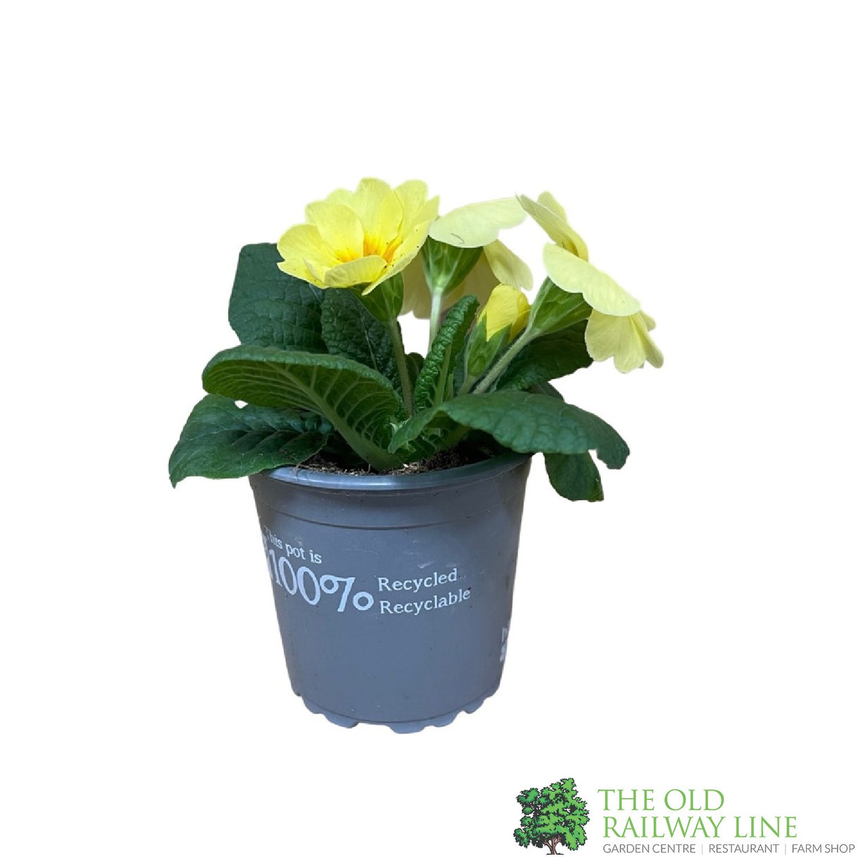 Primrose Plant Assorted Colours 9cm Pot