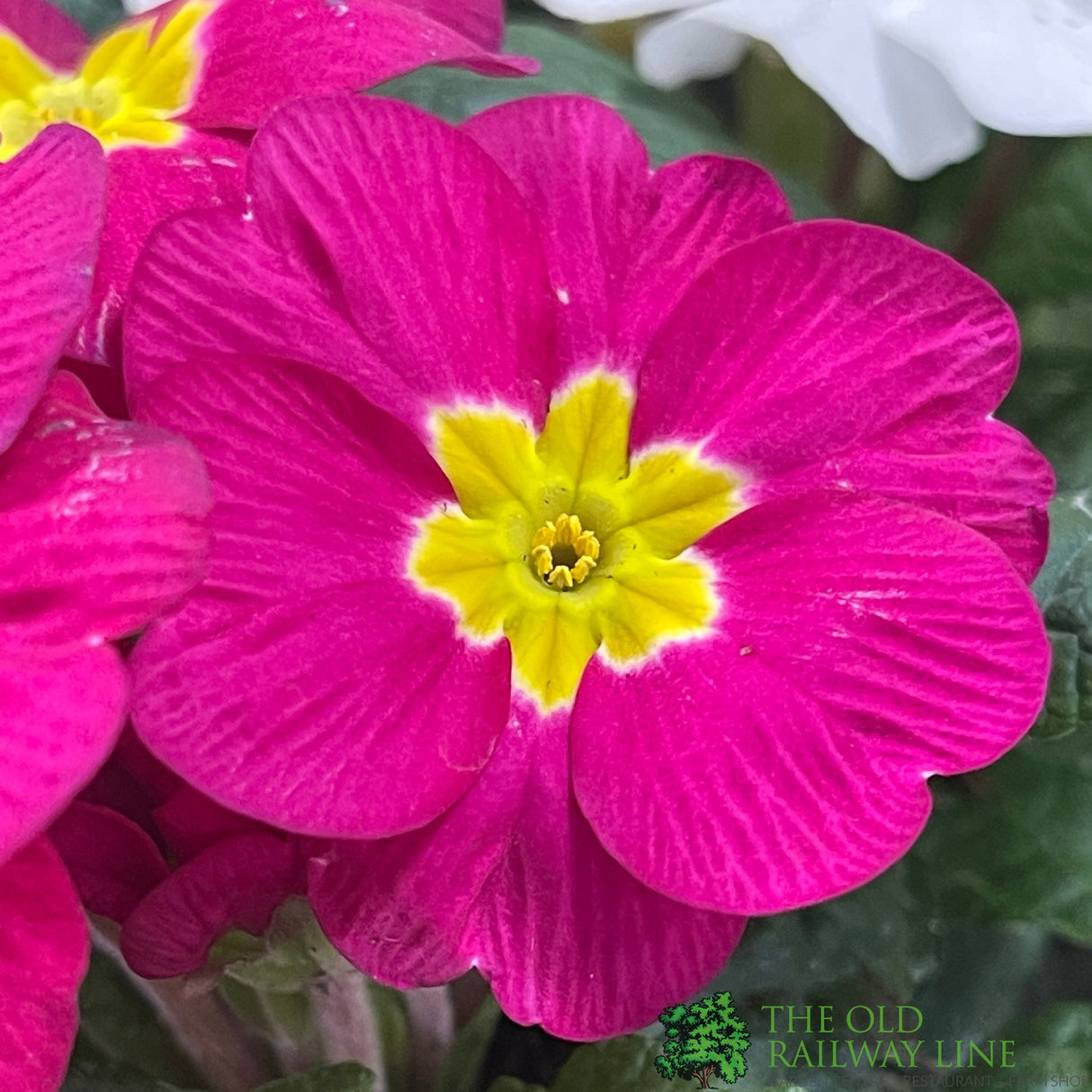 Primrose Plant Assorted Six Pack of 9cm Pots