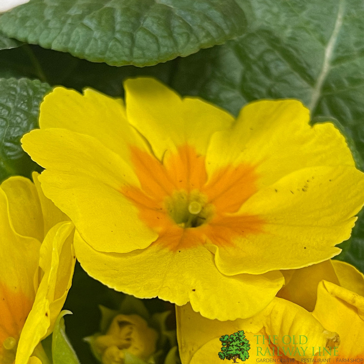 Primrose Plant Assorted Six Pack of 9cm Pots