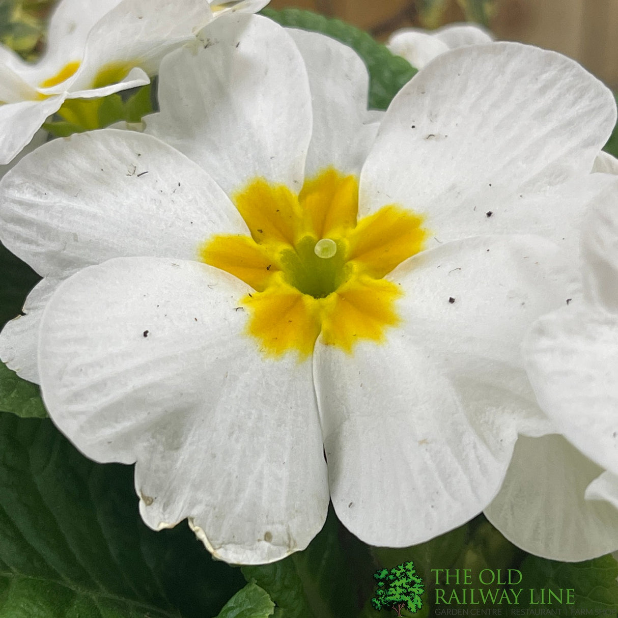 Primrose Bowl 21cm Pot