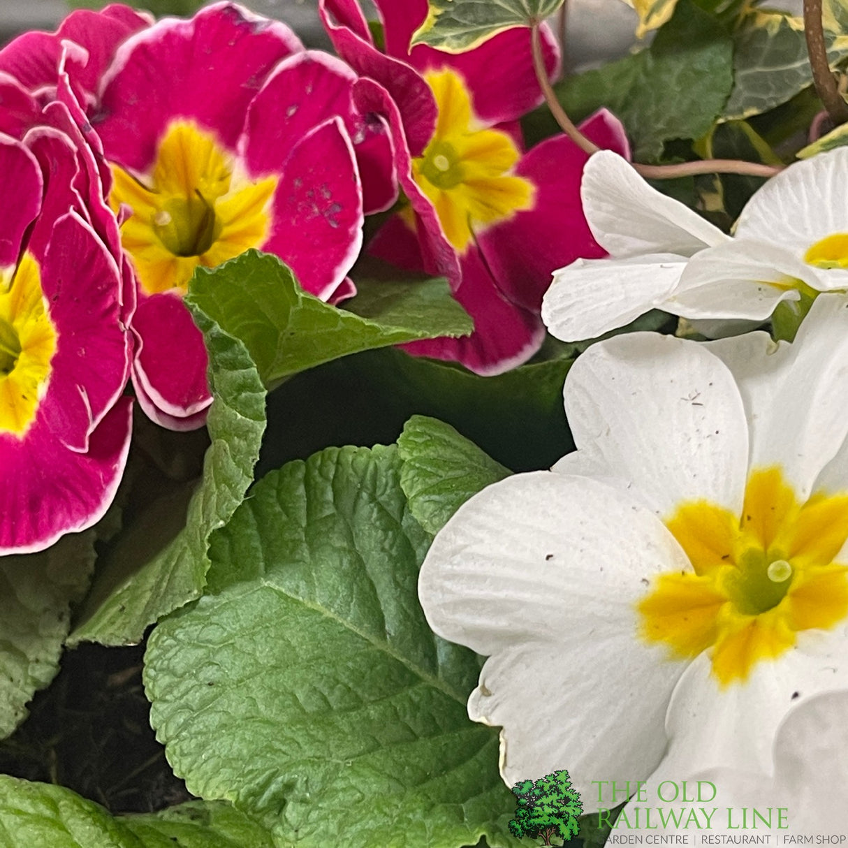 Primrose Bowl 21cm Pot