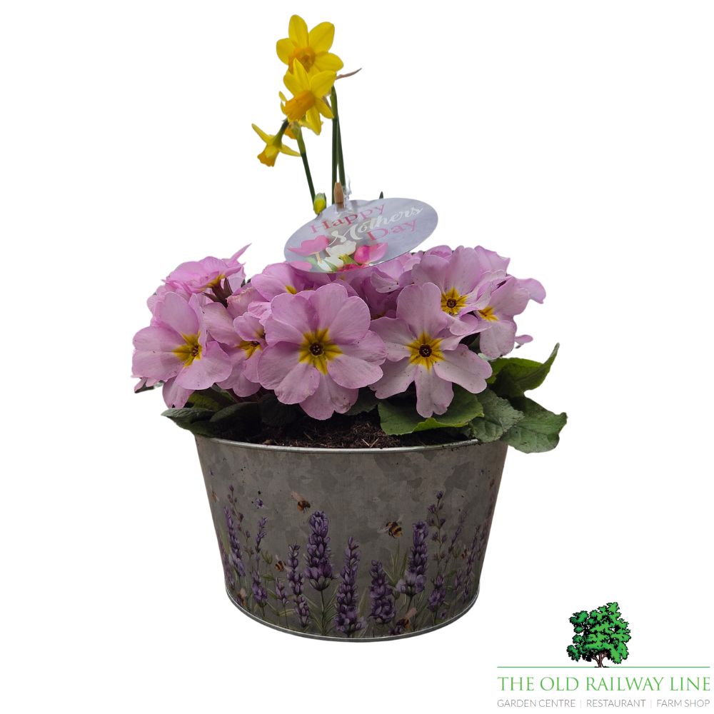 Mother's Day Primrose & Daffodil - Lavender Bowl 19cm