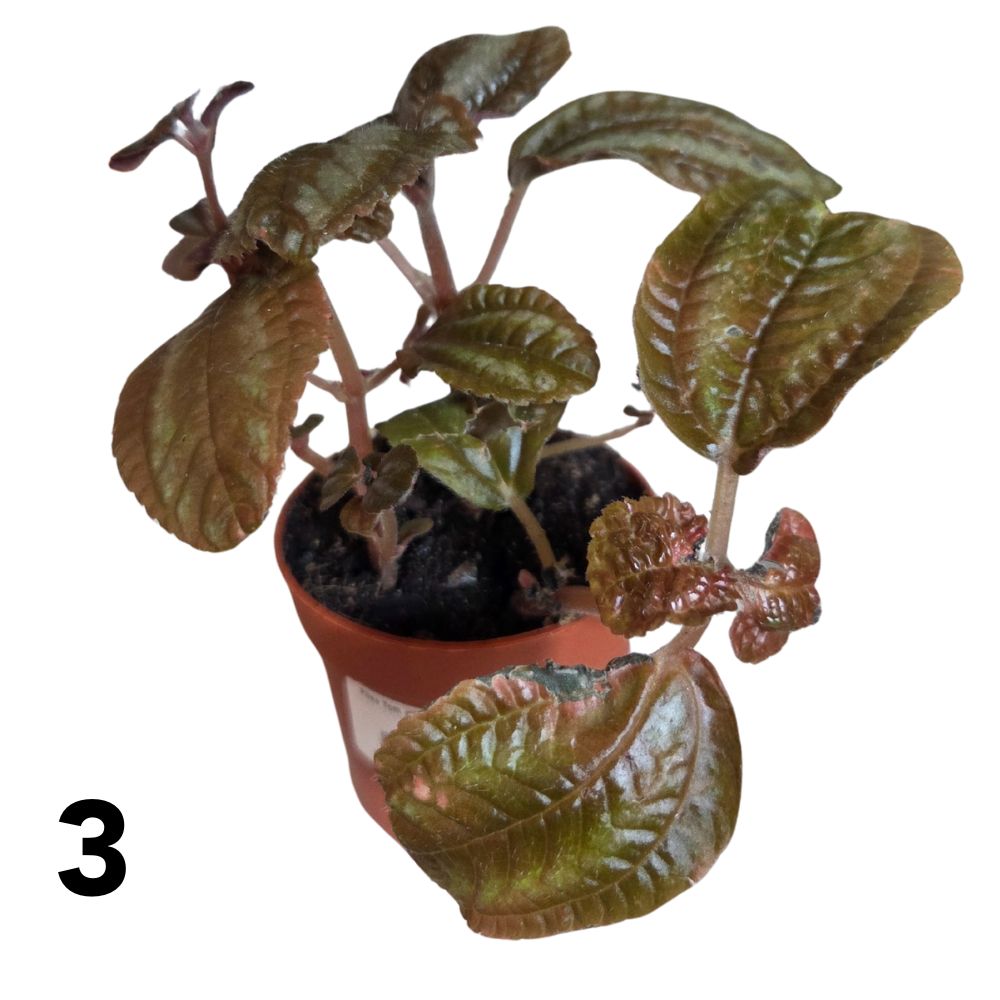 Pilea 7cm - Mixed - Houseplant - (Choice of 3)