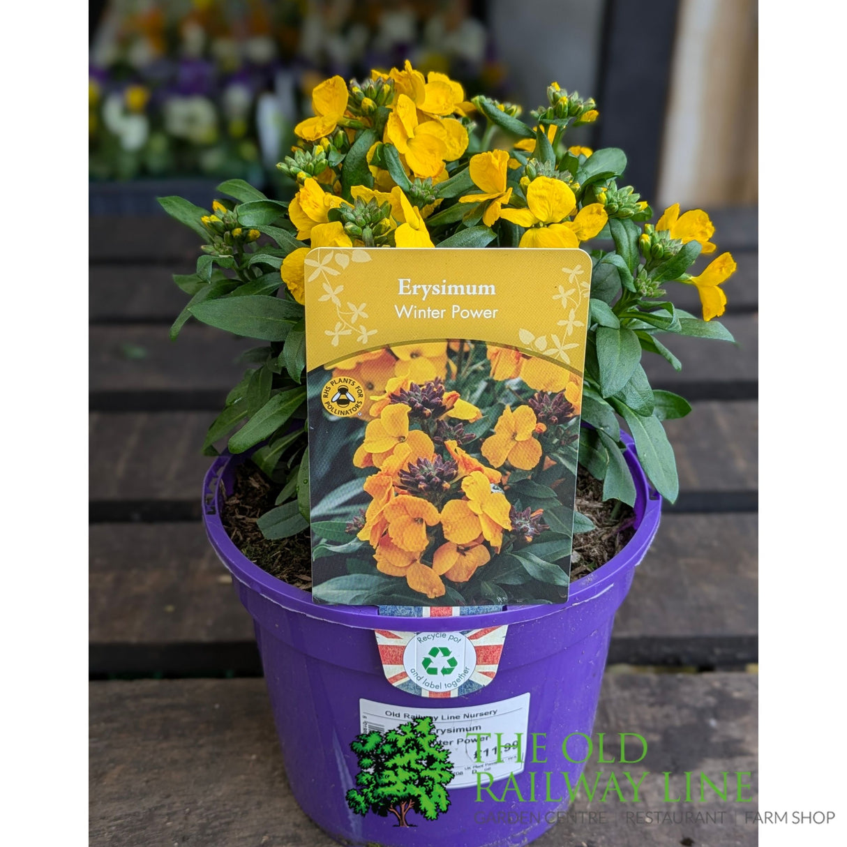 Porters Hoticulture Erysimum Mixed 1.5ltr Pot (Choice of 5)