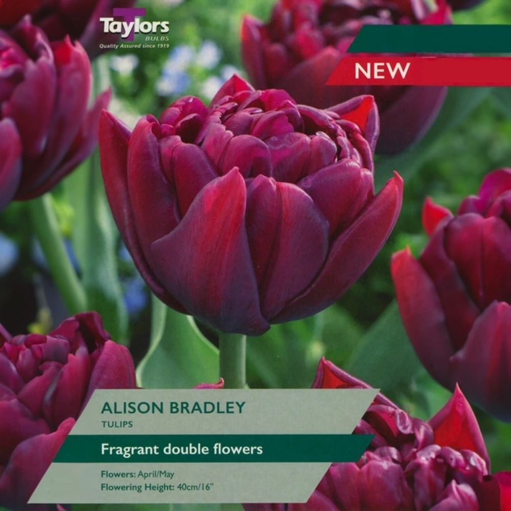 Taylors Alison Bradley Tulip Bulbs