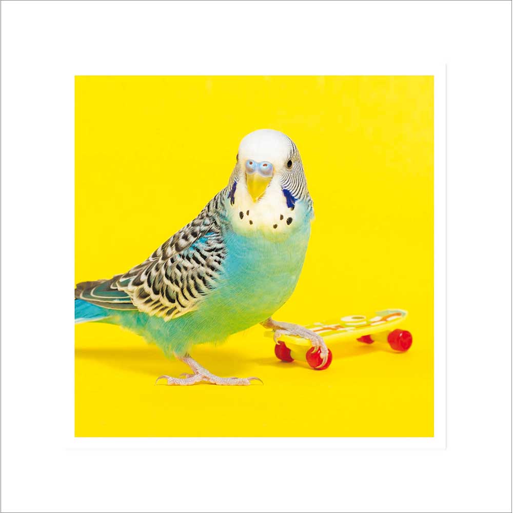 Woodmansterne Skater Bird Budgie Blank Card