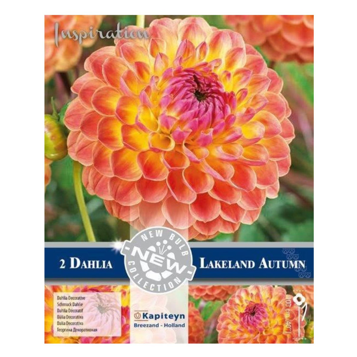 Kapiteyn 2 Dahlia Autumn Sunset Summer Flowering Bulbs