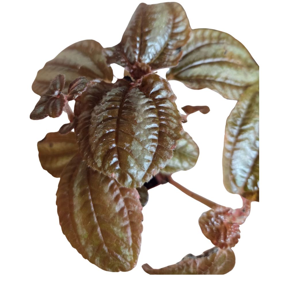 Pilea 7cm - Mixed - Houseplant - (Choice of 3)