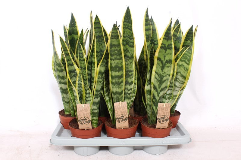 Sansevieria Trifasciata Laurentii Succulent Houseplant 14cm Pot