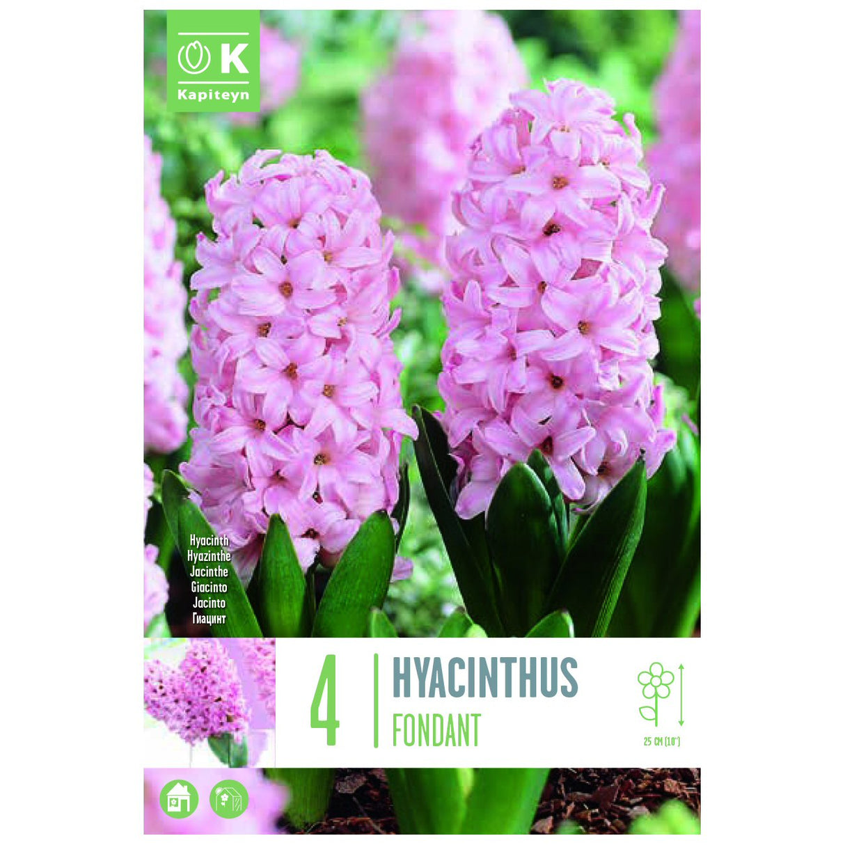Kapiteyn 4 Fondant Hyacinth Spring Flowering Bulbs