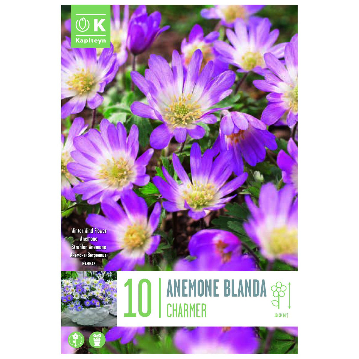 Kapiteyn 10 Charmer Anemone Blanda Spring Flowering Bulbs