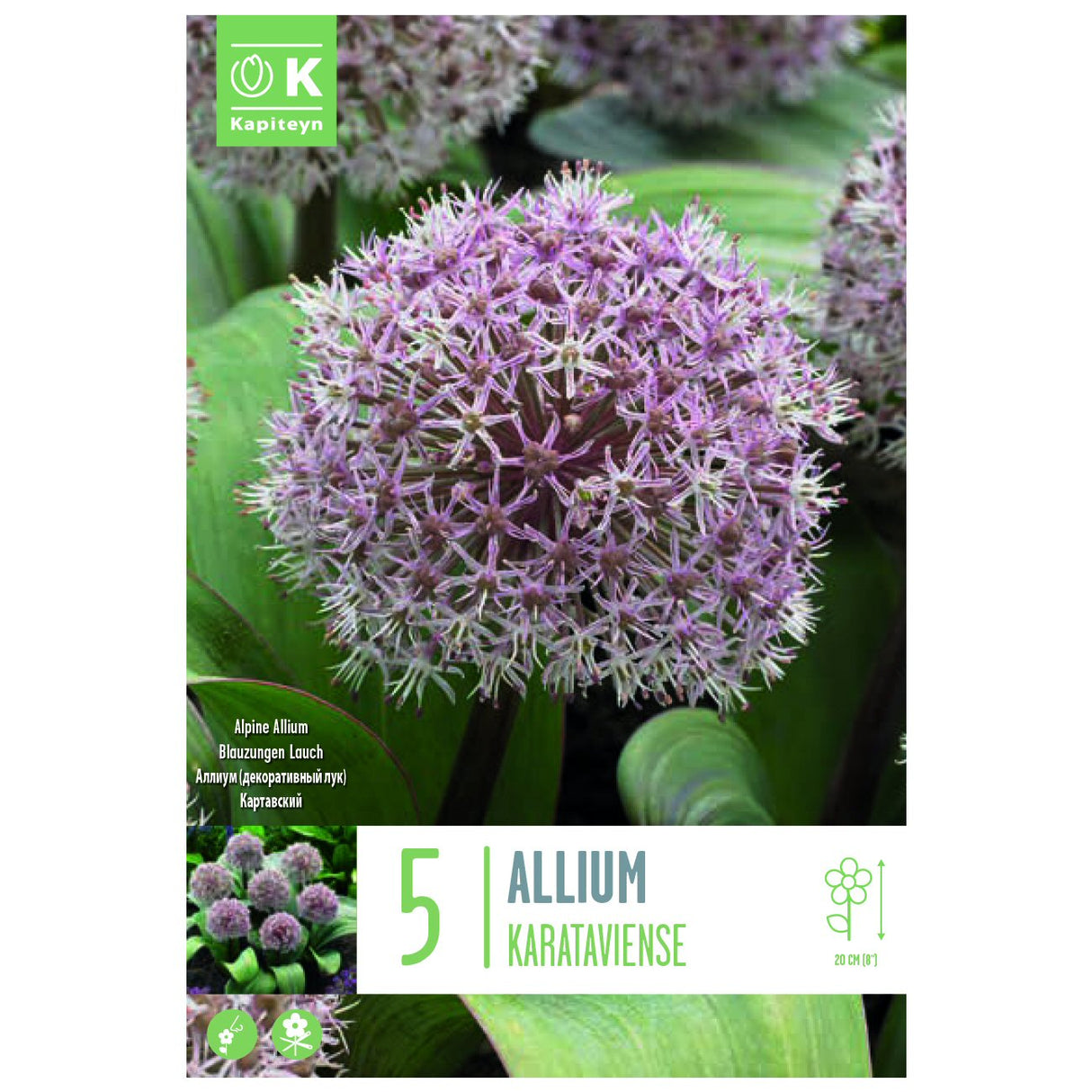 Kapiteyn 5 Karataviense Allium Spring Flowering Bulbs