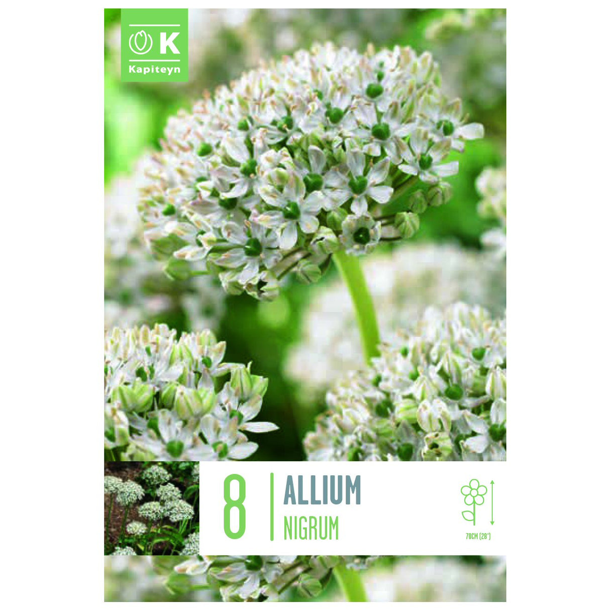 Kapiteyn 8 Nigrum Allium Spring Flowering Bulbs