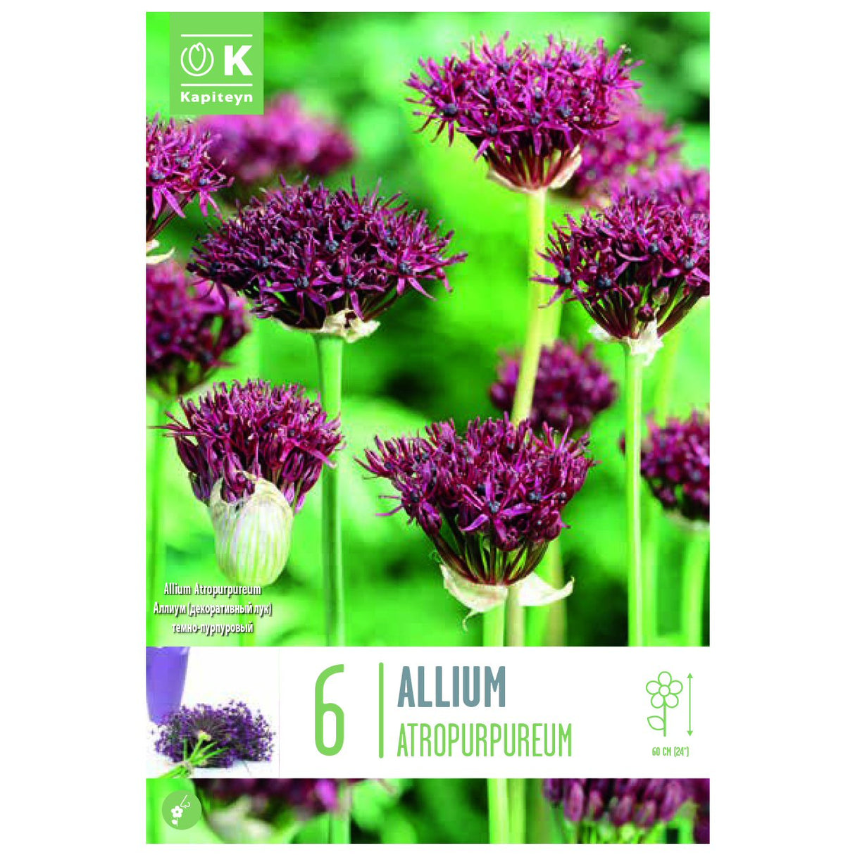 Kapiteyn 6 Atropurpureum Allium Spring Flowering Bulbs