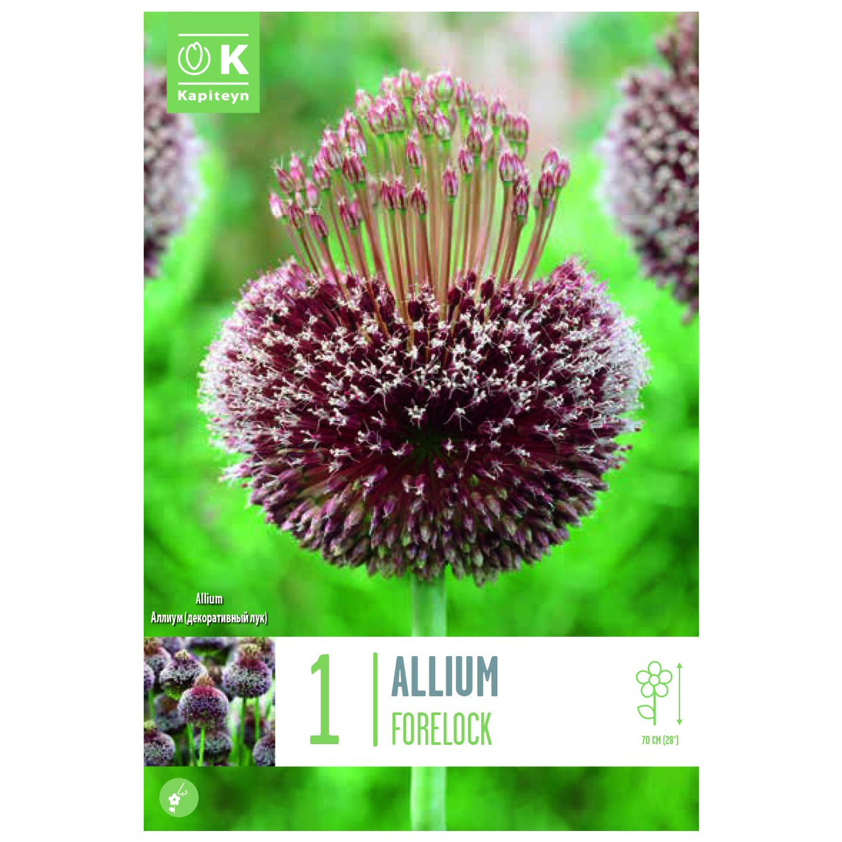 Kapiteyn 1 Forelock Allium Spring Flowering Bulb