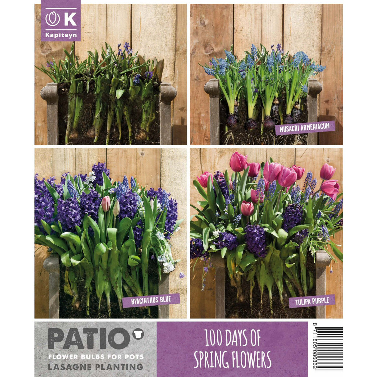 Kapiteyn Pink & Blue Lasagne Planting Patio Flower Spring Flowering Bulbs