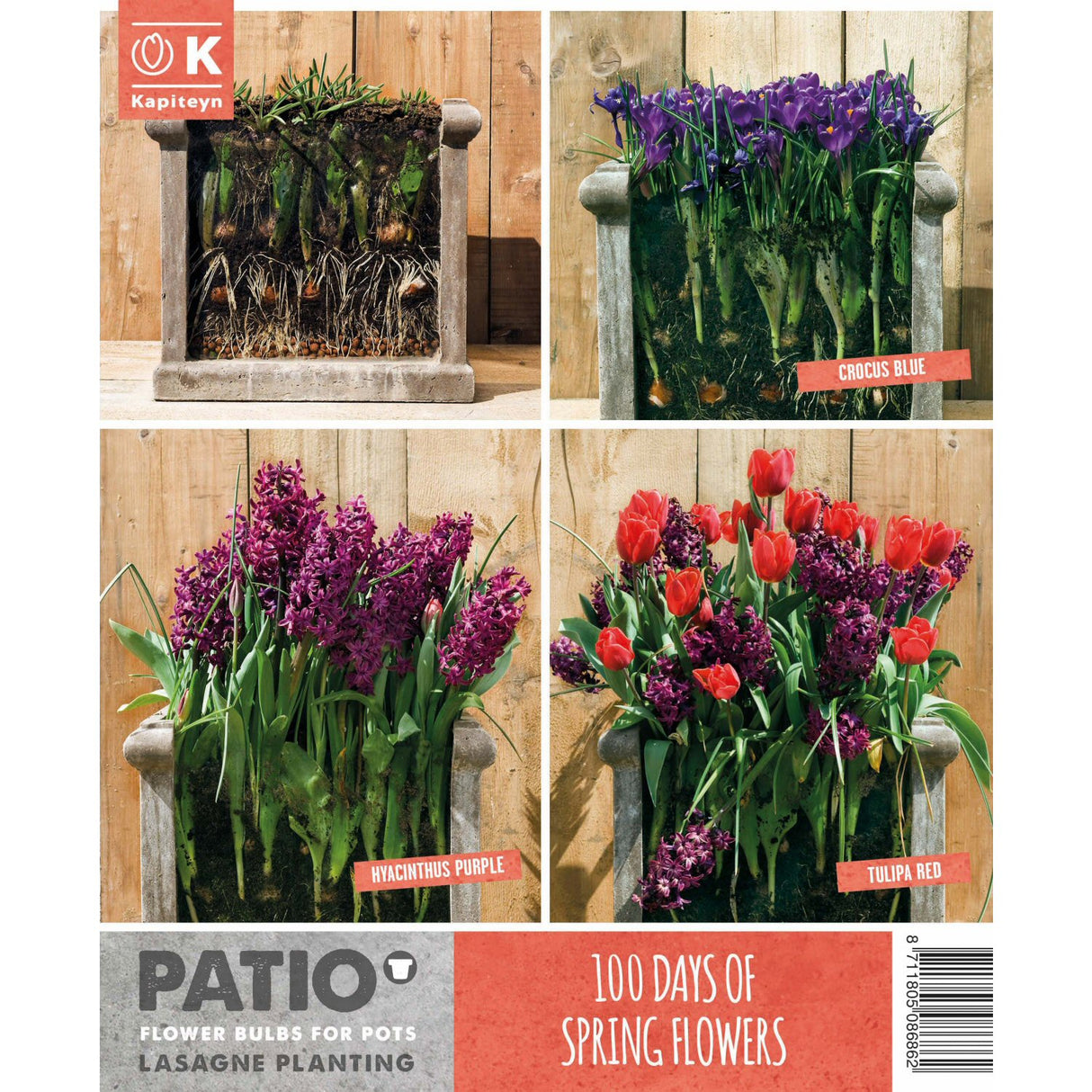 Kapiteyn Red & Purple Lasagne Planting Patio Flower Spring Flowering Bulbs