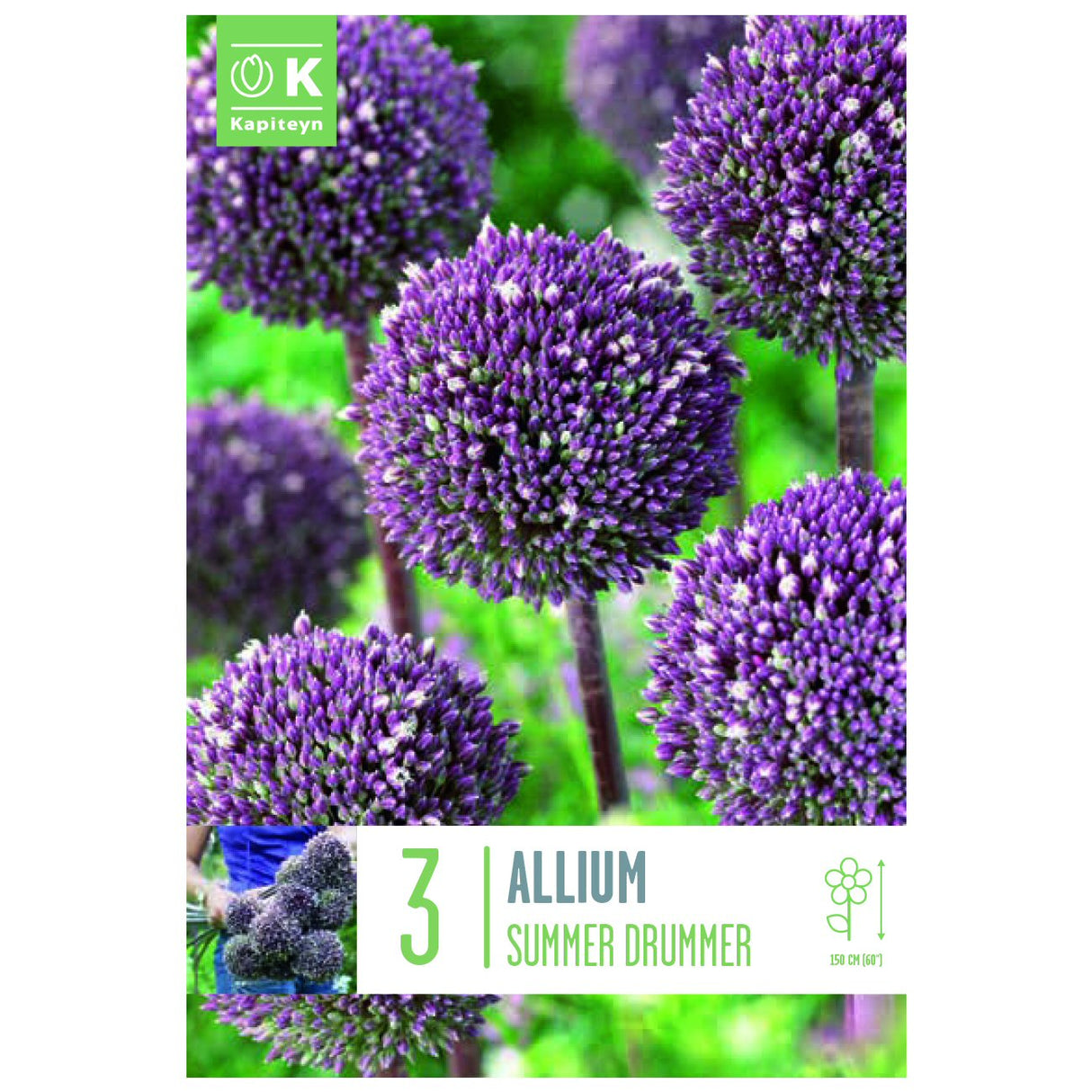 Kapiteyn 3 Summer Drummer Allium Spring Flowering Bulbs
