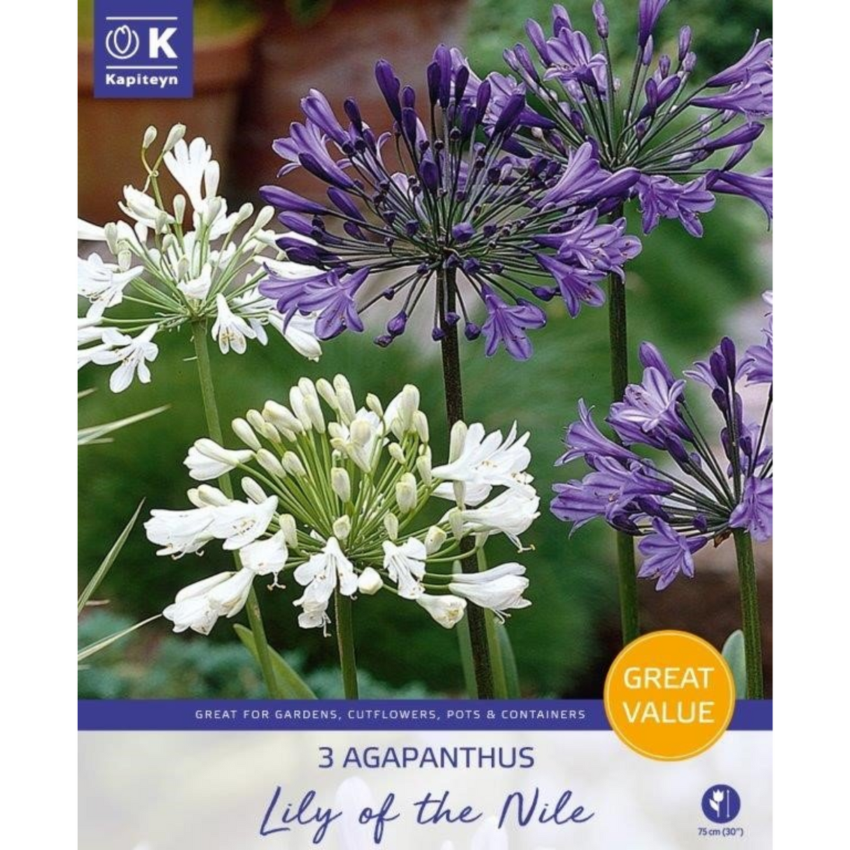 Kapiteyn 3 Agapanthus Lily of the Nile Summer Flowering Bulbs