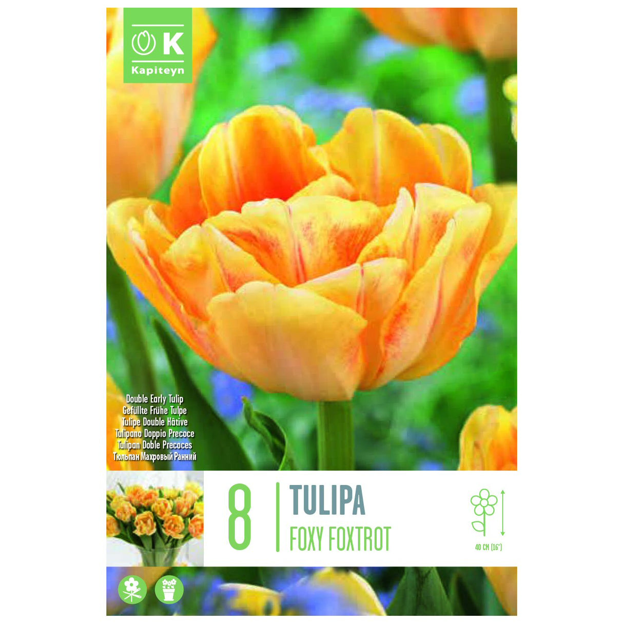 Kapiteyn 8 Foxy Foxtrot Double Early Tulip Spring Flowering Bulbs