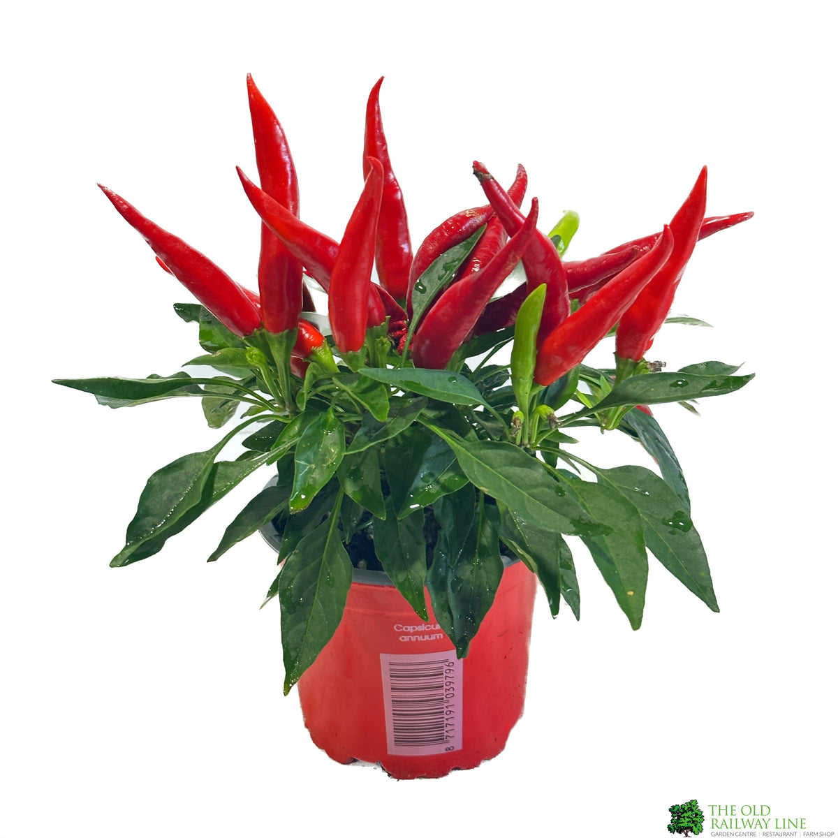 Capsicum 'Joker' Ornamental Pepper 10.5cm Pot