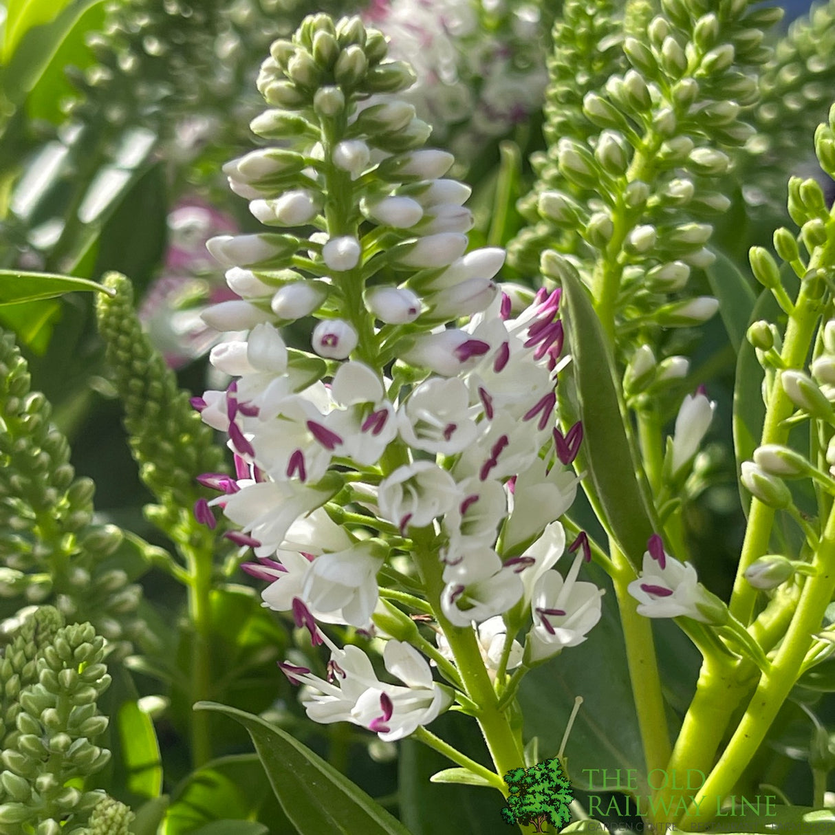 Hebe Addenda Plant 5Ltr Pot