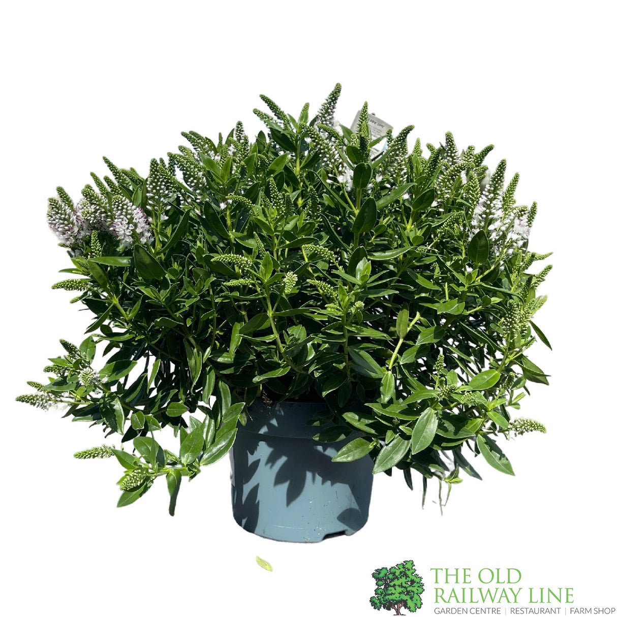 Hebe Addenda Plant 5Ltr Pot