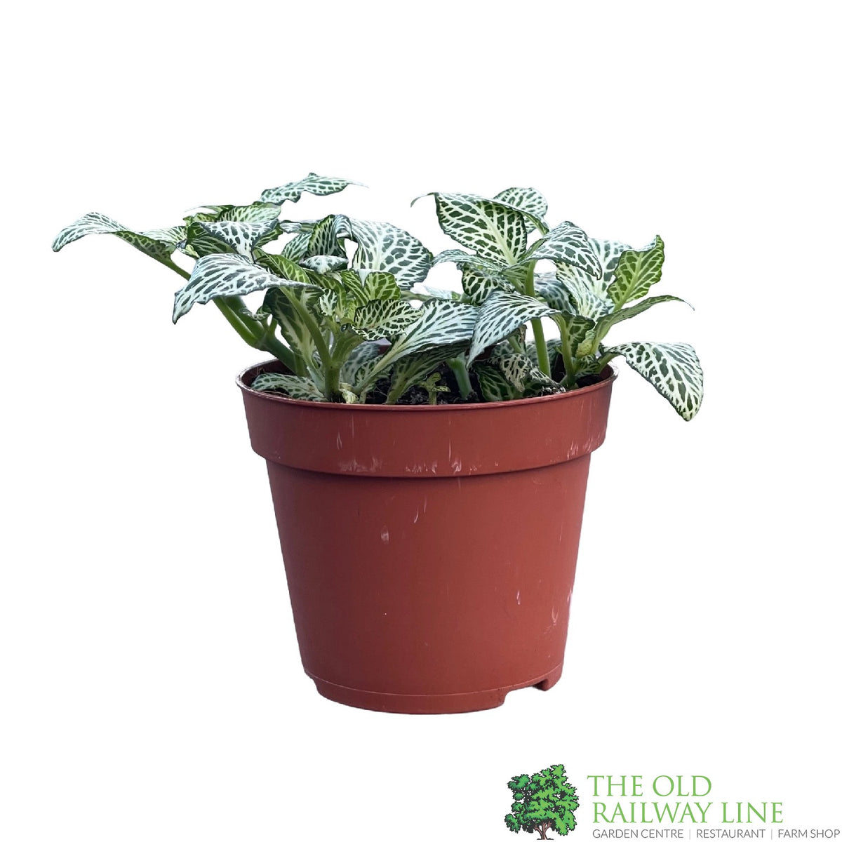 Fittonia 'White Forest Flame' Mini Houseplant 8.5cm Pot