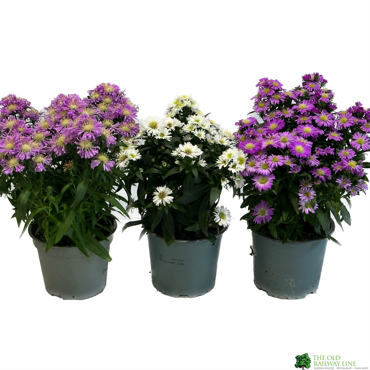 Aster 'Starletta' 12cm Mixed Pot