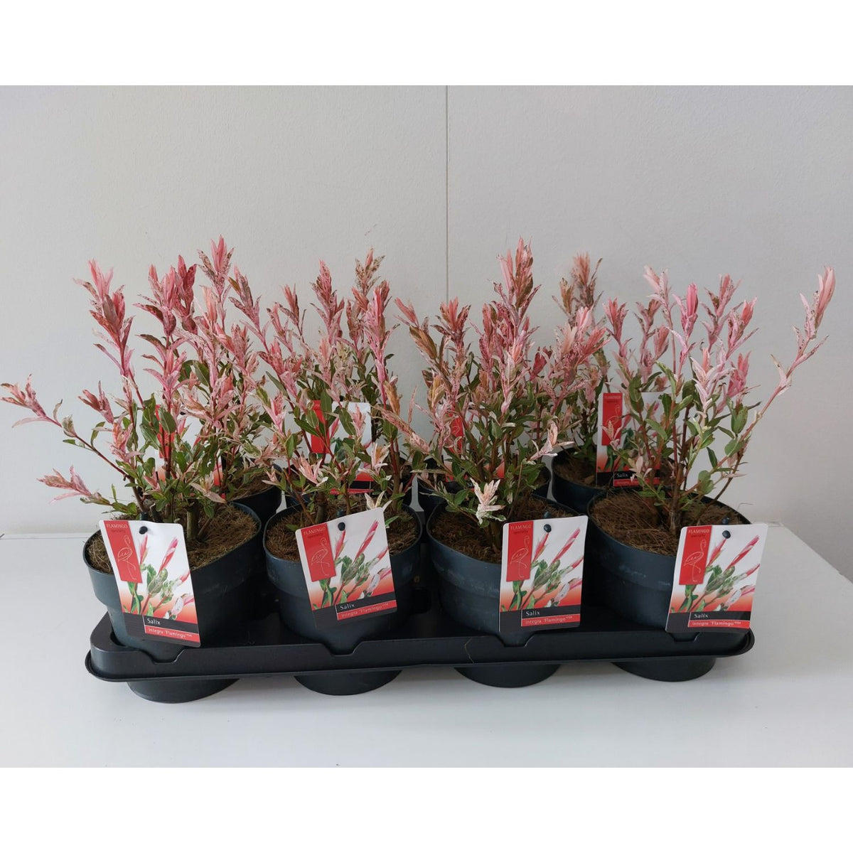 Salix integra 'Flamingo' Bush 14cm Pot – Old Railway Line Garden Centre