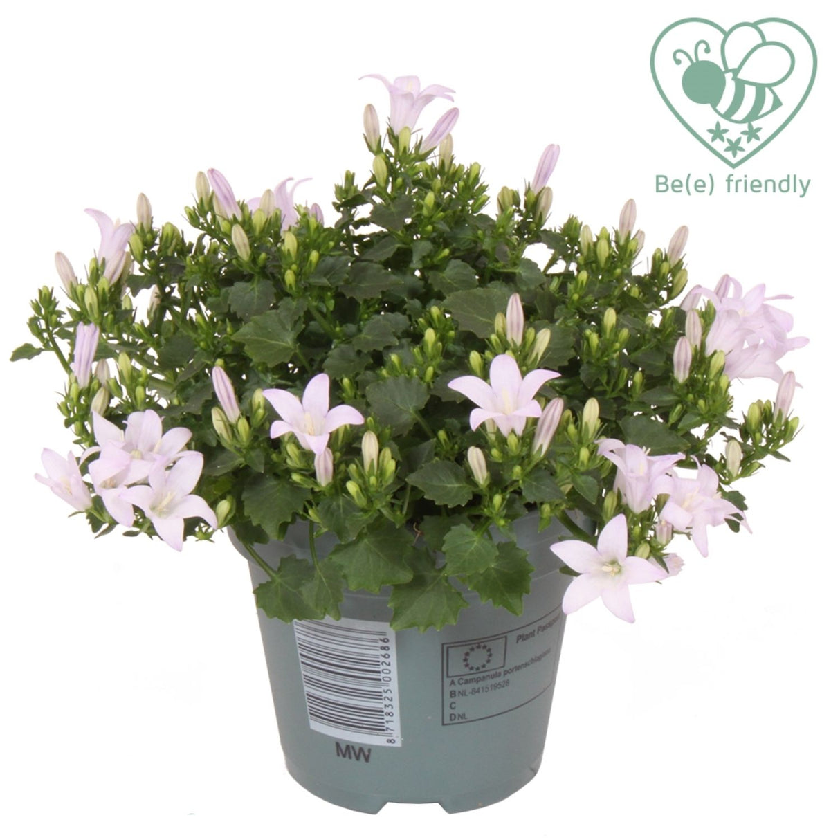 Campanula 'Ambella White' Plant 10.5cm Pot