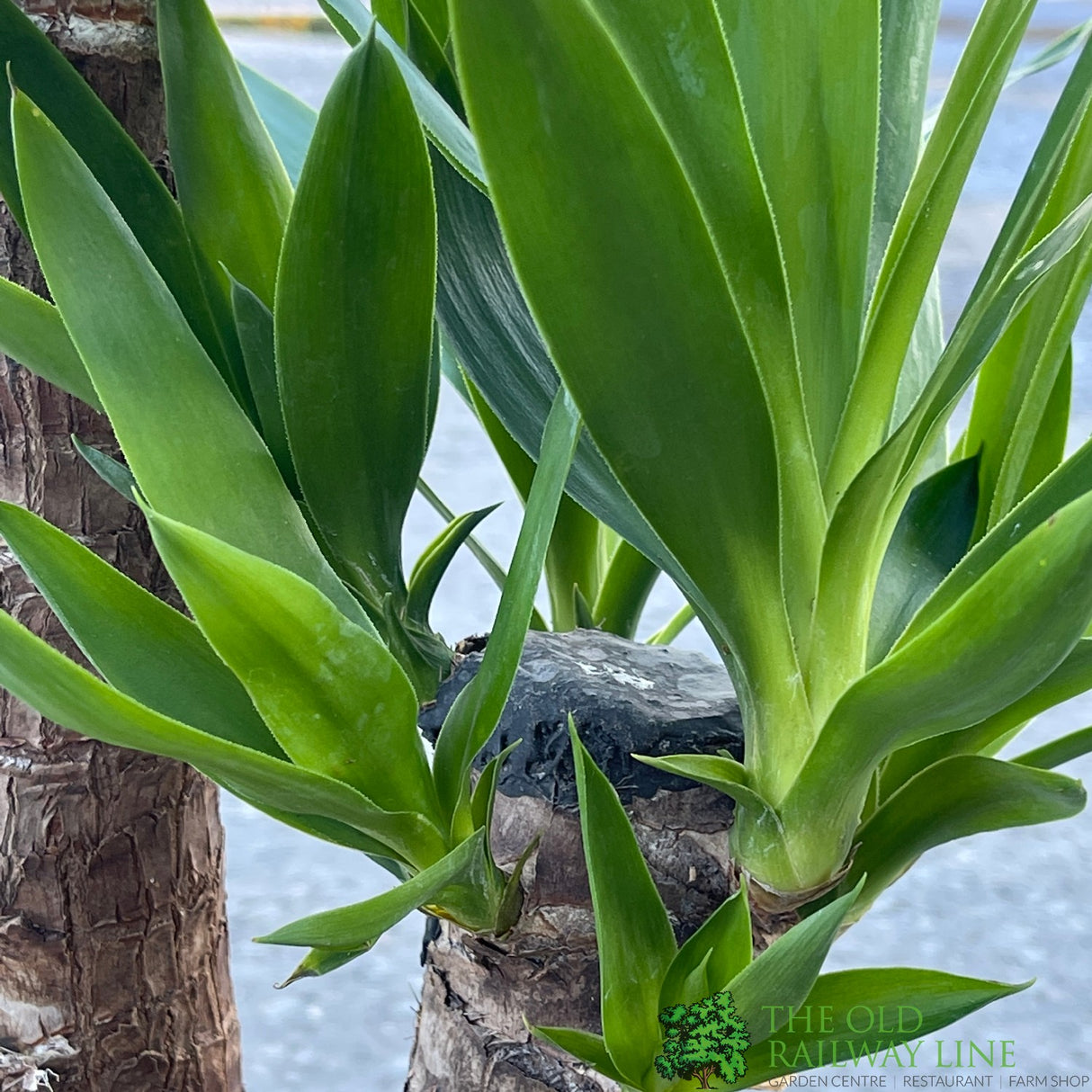 Yucca Houseplant 17cm Pot