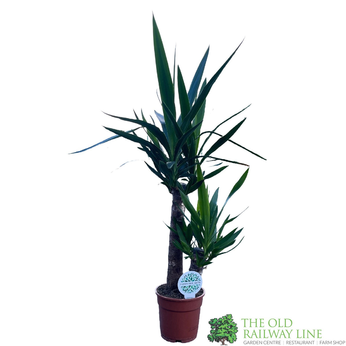 Yucca Houseplant 17cm Pot