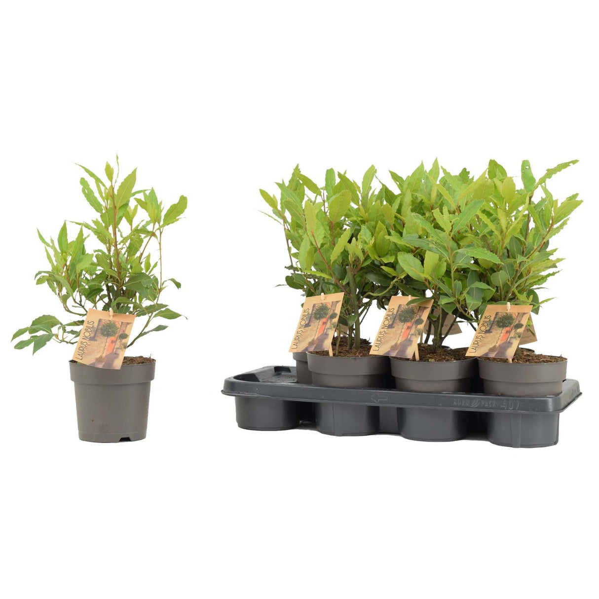 Laurus Nobilis Bay Tree Standard 14cm Pot