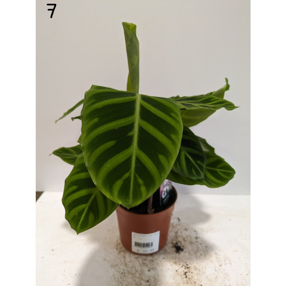Calathea 12cm Mix (Choice of 8)
