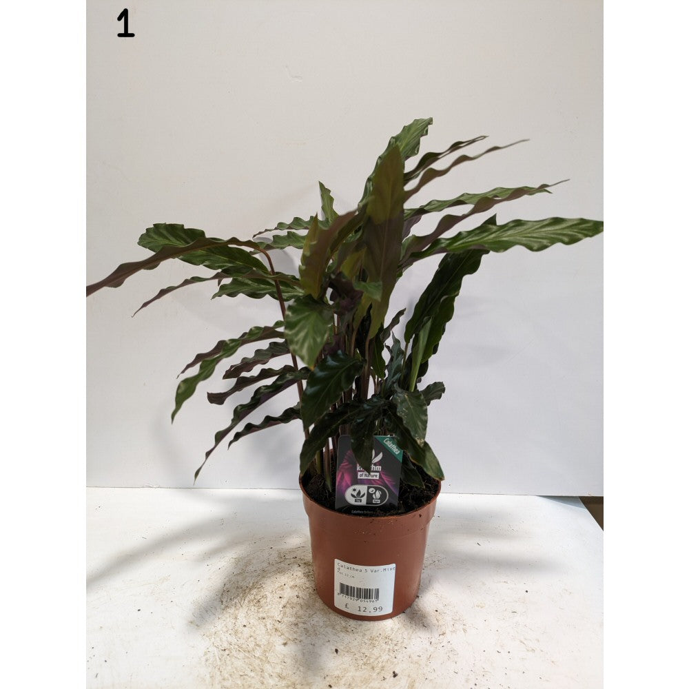 Calathea 12cm Mix (Choice of 8)