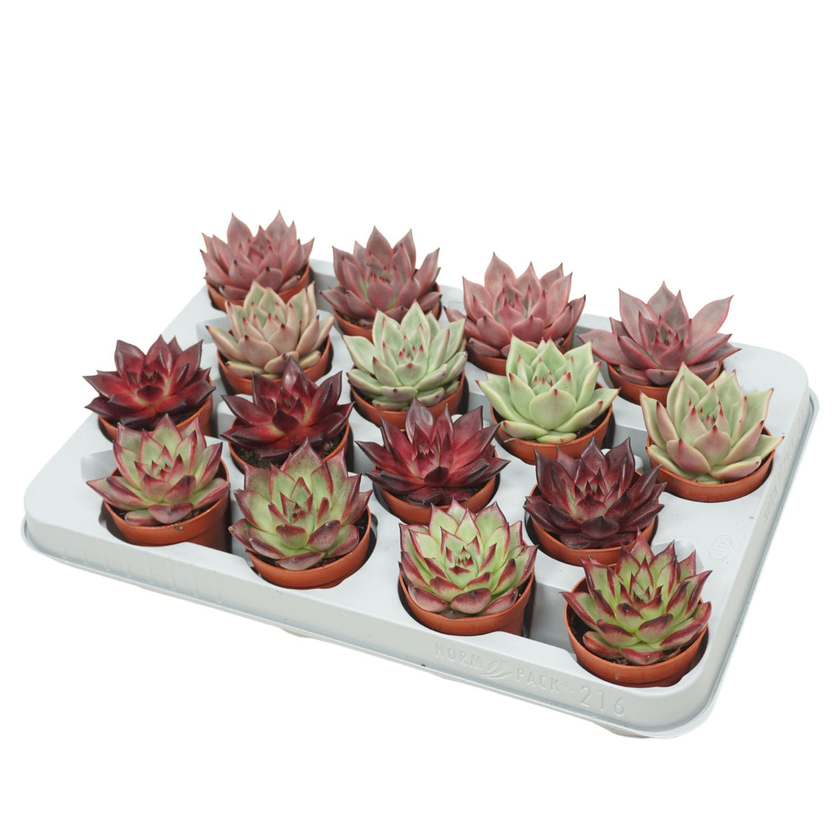 Echeveria Succulent Plant 7cm Pot