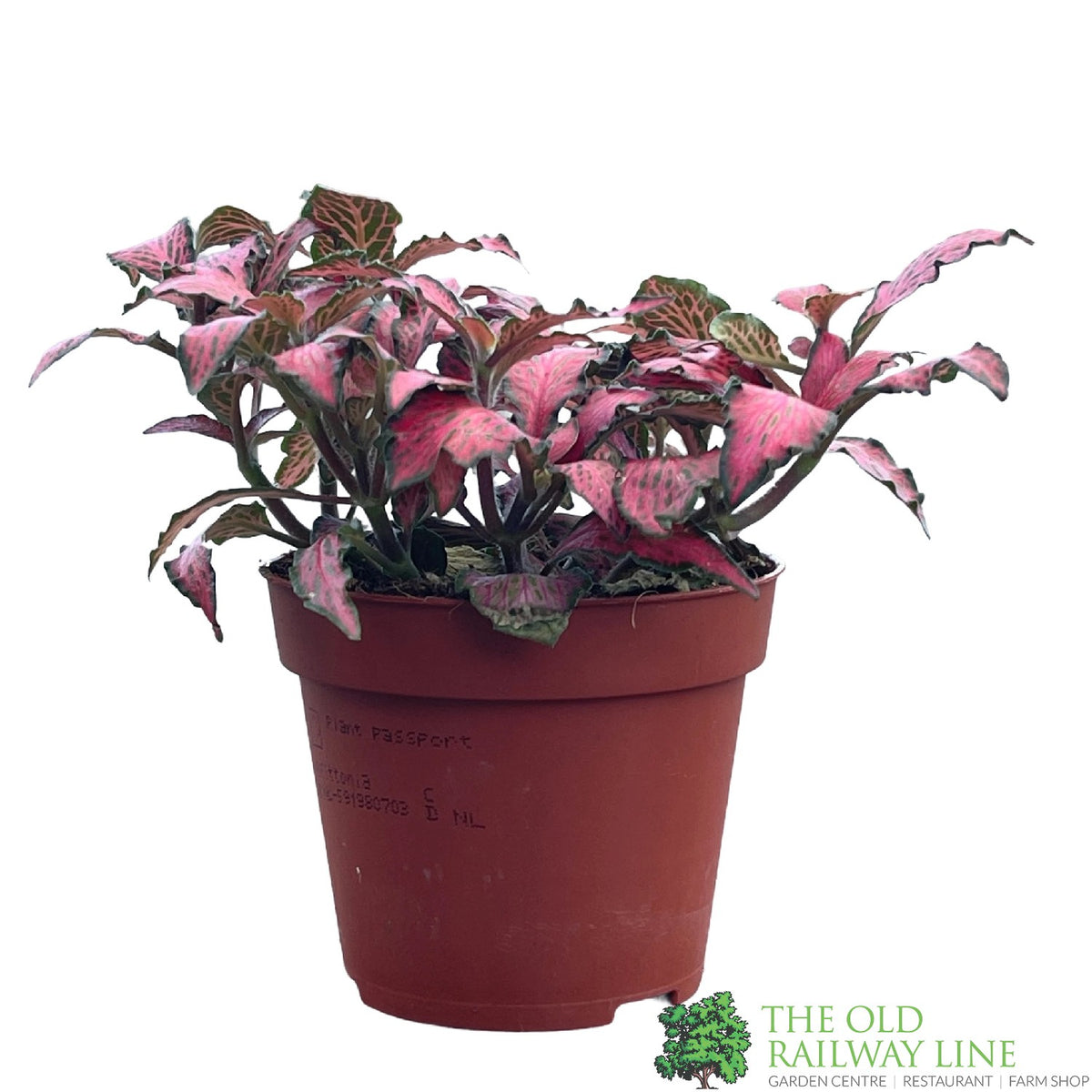 Fittonia 'Forest Flame' Mini Houseplant 8.5cm Pot Old Railway Line