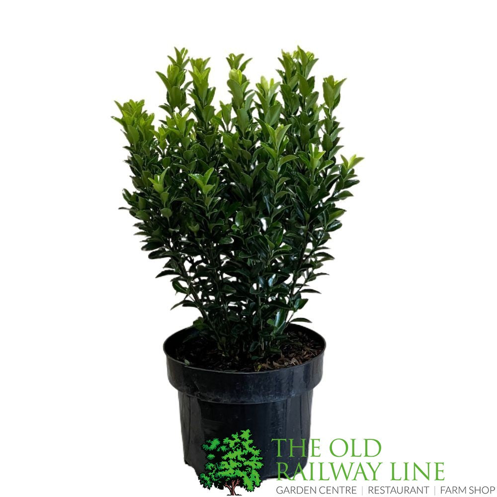 Euonymus japonicus 'Green Spire' 2Ltr Pot (NL)