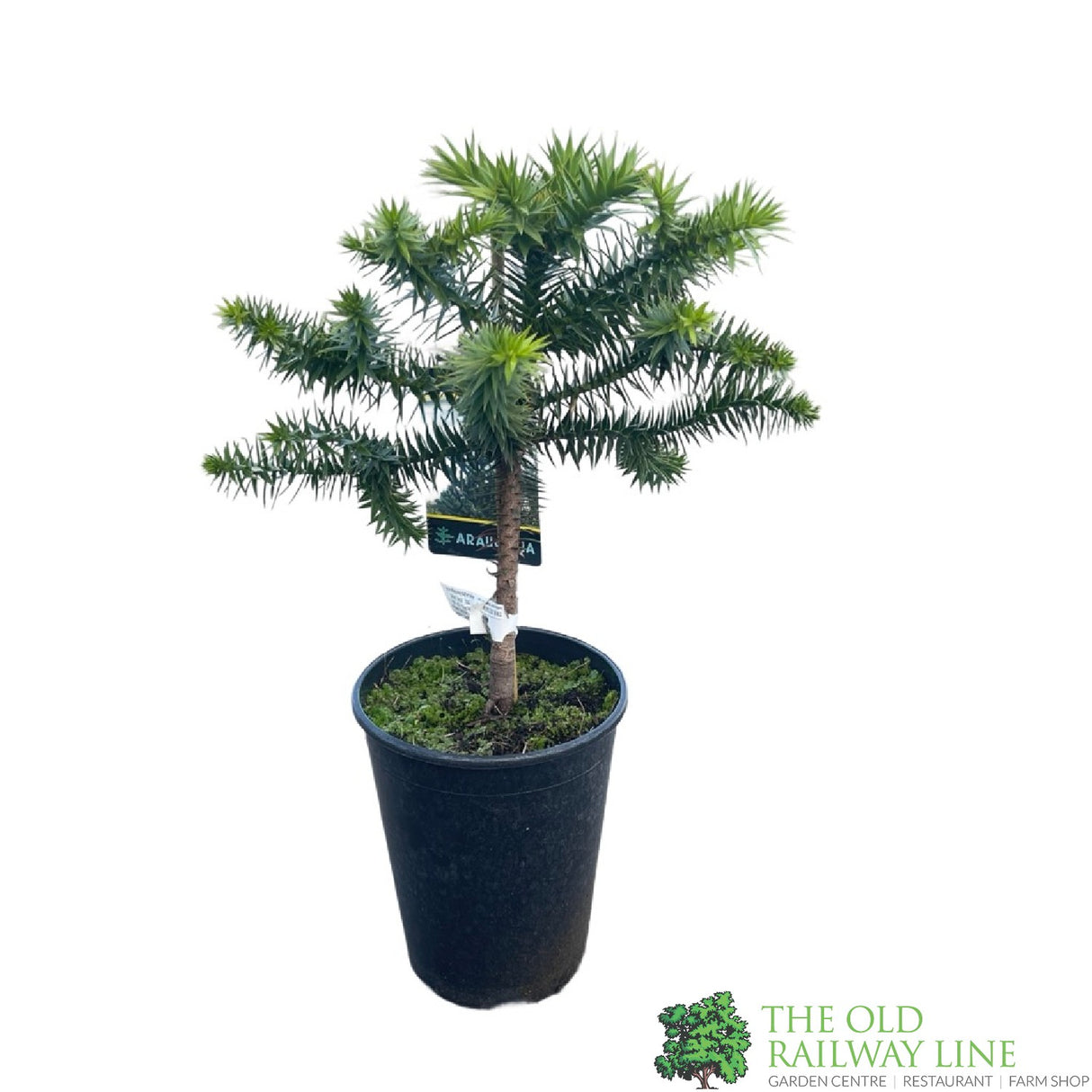 Araucaria araucana 'Monkey Puzzle' Tree - 4Ltr Pot