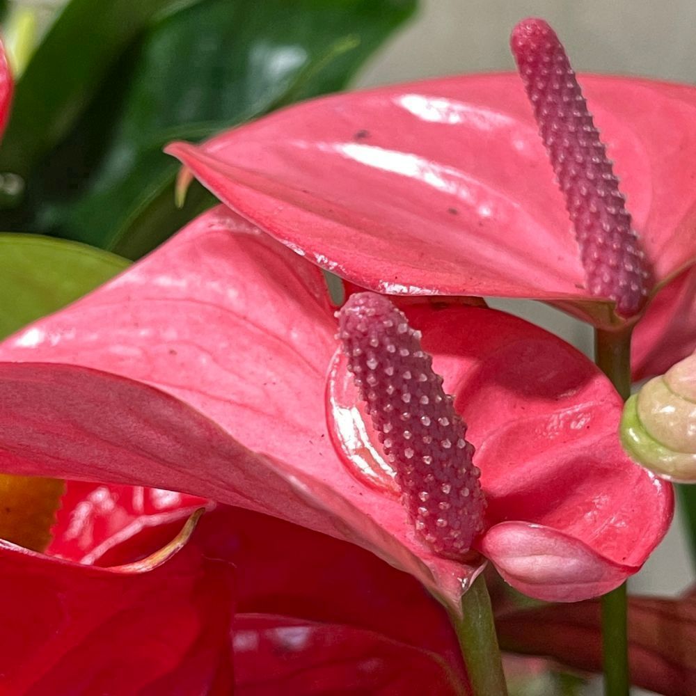 Anthurium 14cm Mixed Variety