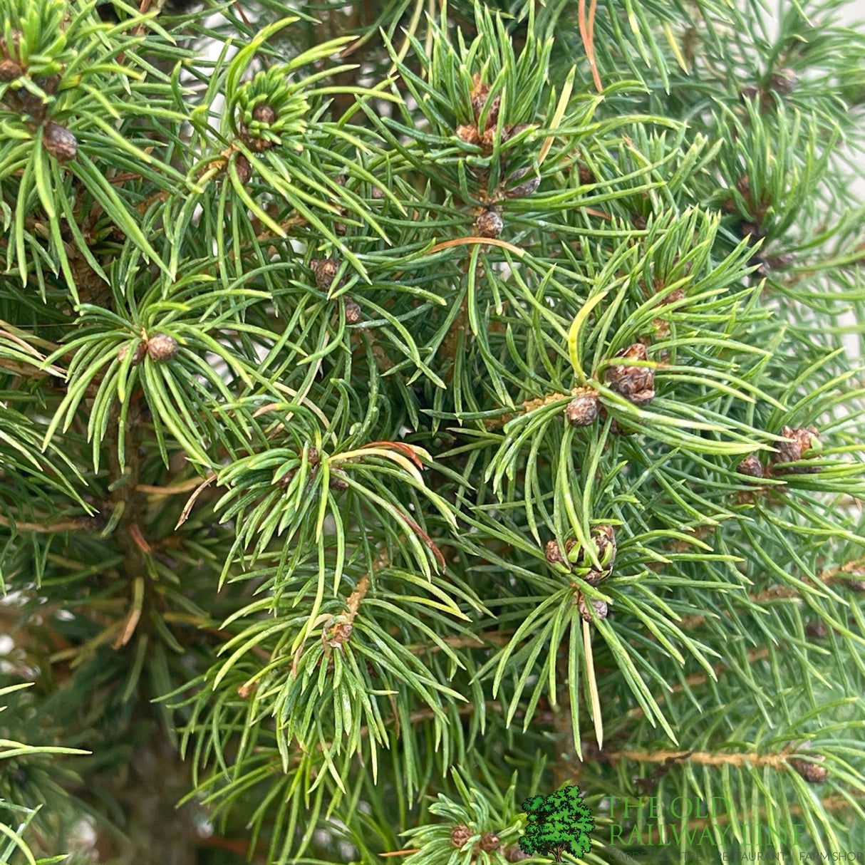 Picea Glauca 'White Spruce' Conifer 3Ltr Pot